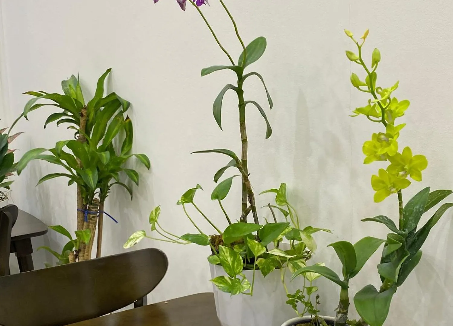 Nhà Đôi - Twin House Homestay Hội An